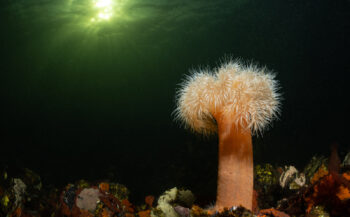 3000 soorten gezocht in en rond het Grevelingenmeer