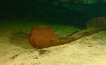 Onderwaterarcheologen vinden kano van de Maya's