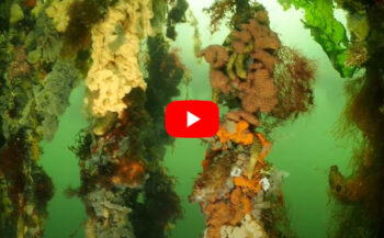 ONK Onderwaterfilm 2021 - De mossel van Bruinisse