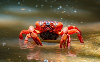 Christmas Island -De migratie van de rode krabben
