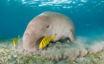 Lijst met bedreigde zeediersoorten wordt langer