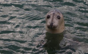 Hoe zie je of het een gewone of een grijze zeehond is?