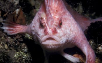 Roze handvis voor het eerst in 22 jaar weer gezien