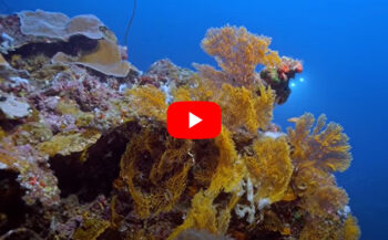 Ongerept koraalrif ontdekt bij Tahiti