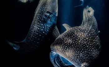 UPY2022 - De beste onderwaterfoto's van de wereld