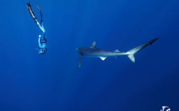 Blauwe haaien in het eindeloze blauw