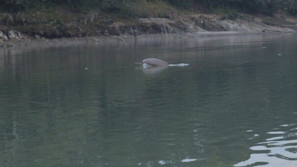 De gangesdolfijn in de Narayani-rivier. De minder bekende, maar niet minder beminde dolfijn. Foto: Tek Mahato