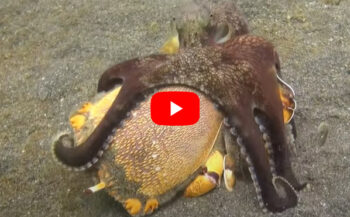 Octopus versus krab - Wie wint?