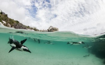 Afrikaanse pinguïns - Het verhaal achter de foto