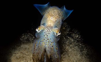 Atlantische dwerginktvis bij nacht - Het verhaal achter de foto
