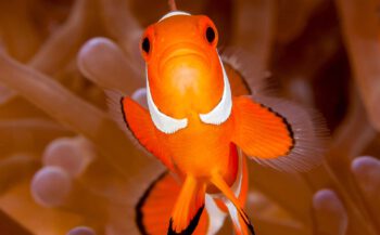 De ultieme Nemo - Het verhaal achter de foto