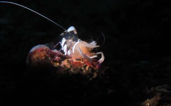 Magnificent Anemone Shrimp - Het verhaal achter de foto