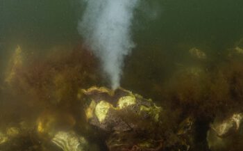 Witte 'rook' - de oester plant zich voor