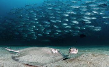 UN World Oceans Day Photo Competition 2022 - Underwater Seascapes
