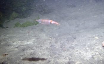 Dennis - Pijlinktvis bij Willems Reef