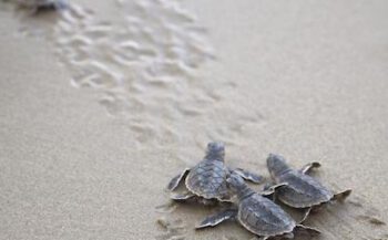 Jong schildpadleven in Oman