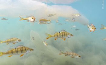 WPY 2022 - Underwater wonderland