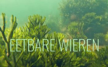ONK Onderwaterfilm 2022 - Eetbare wieren