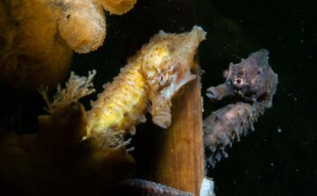 ONK Onderwaterfotografie 2022 - Starters - Beste serie