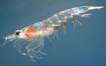 Wat is krill?