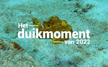 Hét duikmoment van 2022 - Zwemmende frogfish