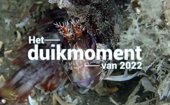 Hét duikmoment van 2022 - Gehoornde slijmvis
