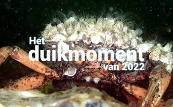Hét duikmoment van 2022 - Strandkrab met zeepokken