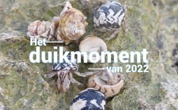 Hét duikmoment van 2022 - Heremietkreeftjes op de loop