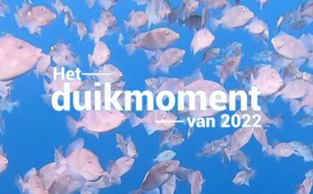 Hét duikmoment van 2022 - Heel veel trekkervissen