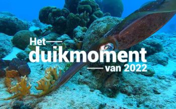 Hét duikmoment van 2022 - Inktvis zet eitjes af