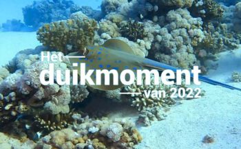 Hét duikmoment van 2022 - Rog in de Rode Zee