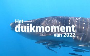 Hét duikmoment van 2022 - Gentle giants