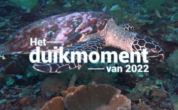 Hét duikmoment van 2022 - Hawksbill turtle