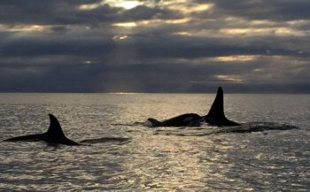 Mannelijke orka's blijven moederskindjes