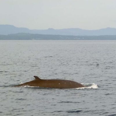 LumbalumbaResort_Cuvier's beaked whale 20 july 2011