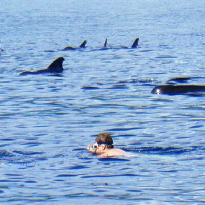 LumbalumbaResort_Snorkeling with pilot whales