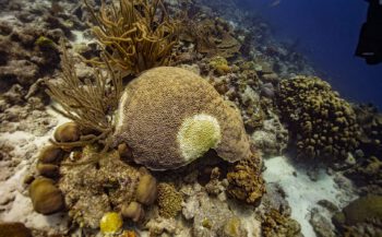 Besmettelijke koraalziekte nu rond vijf Nederlands-Caraïbische eilanden