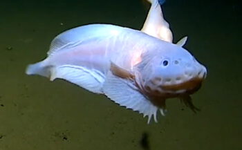 Primeur - diepst levende vis op video vastgelegd
