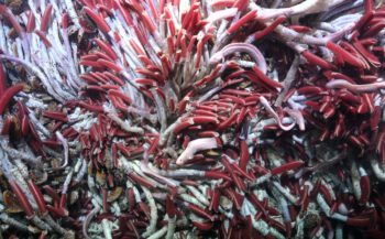 Nieuw ecosysteem ontdekt in diepzee