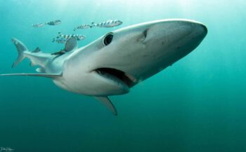 Op haaienexpeditie in Zuid-Afrika