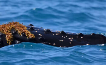 Walvissen met 'hoedje' van wier - leuk én nuttig