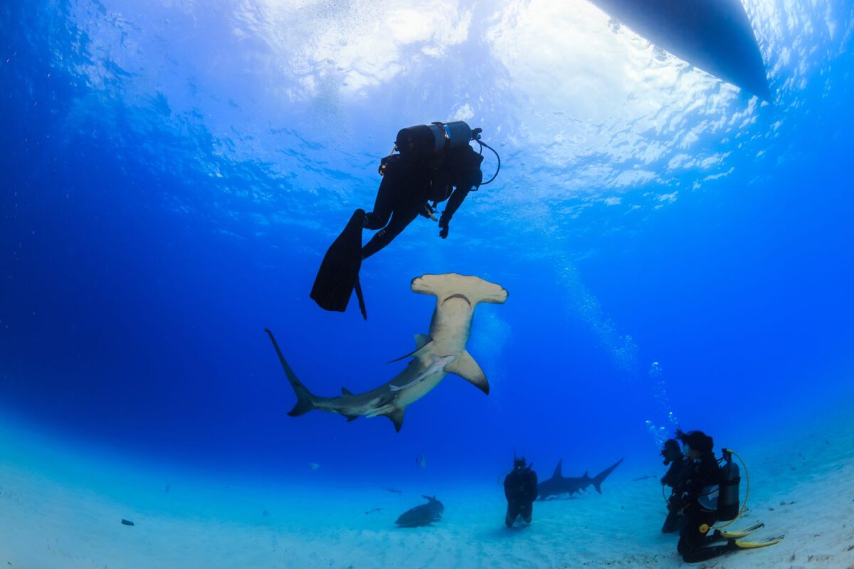 Bahamas_DivingWorld_haaien_hamerhaai_014_
