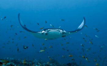 Haaien, manta's, stroming en meer | Malediven