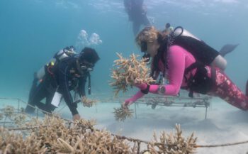 Koralen kweken met Murex