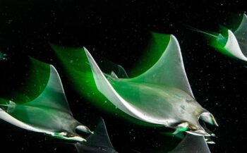 De 'onderwater'-winnaars van European Wildlife Photographer of the Year
