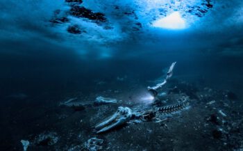 UPY 2024 - De beste onderwaterfoto's van de wereld