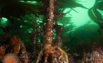 Kinsale - duiken met zeehonden en meer
