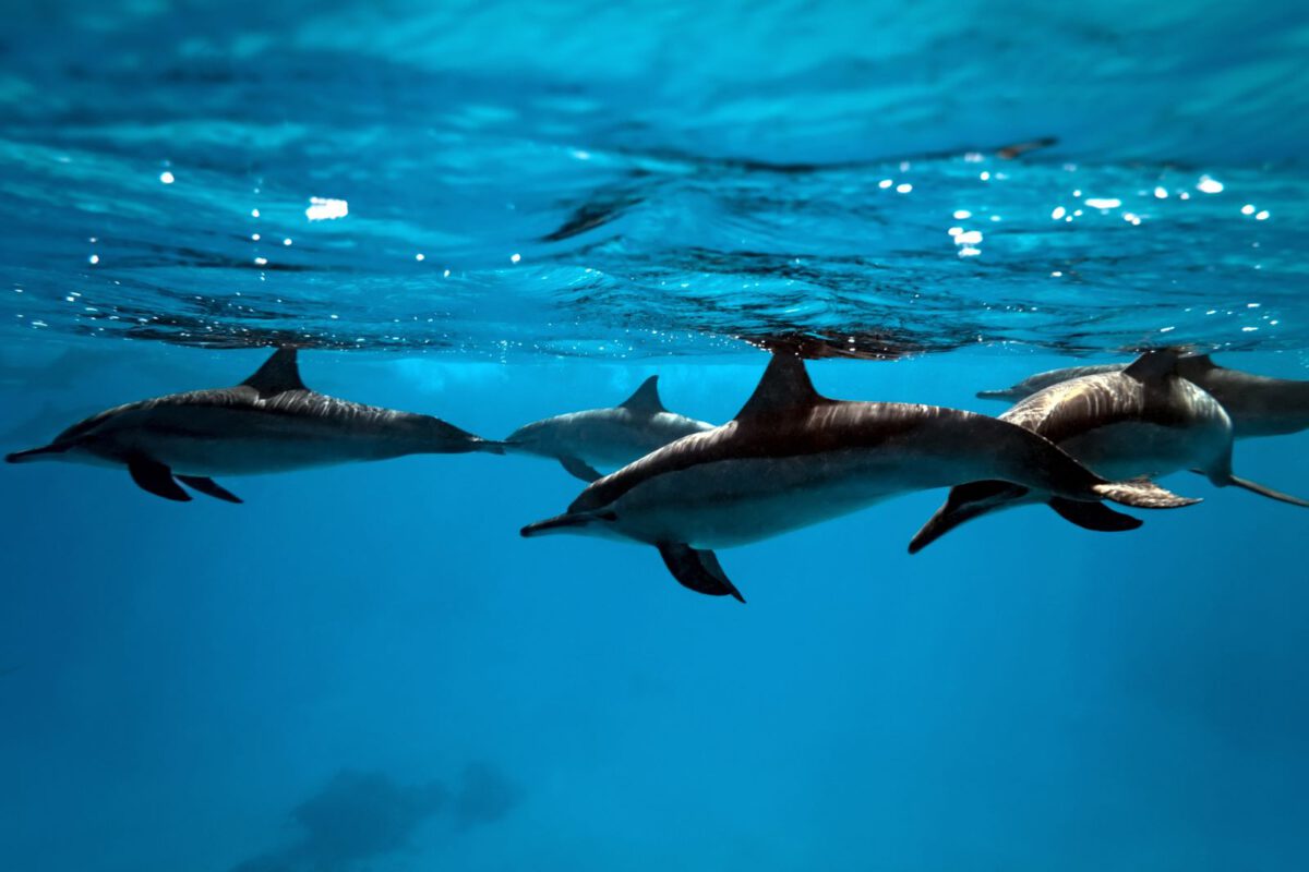 DivingWorld_dolfijnen_004