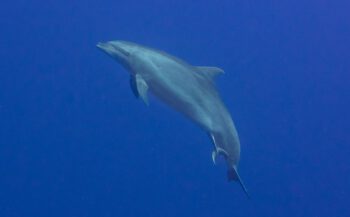 Op de foto: De geboorte van een dolfijn