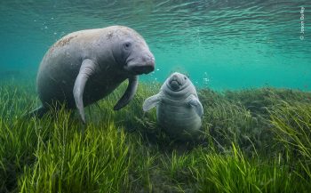 60 jaar Wildlife Photographer of the Year - de eerste beelden